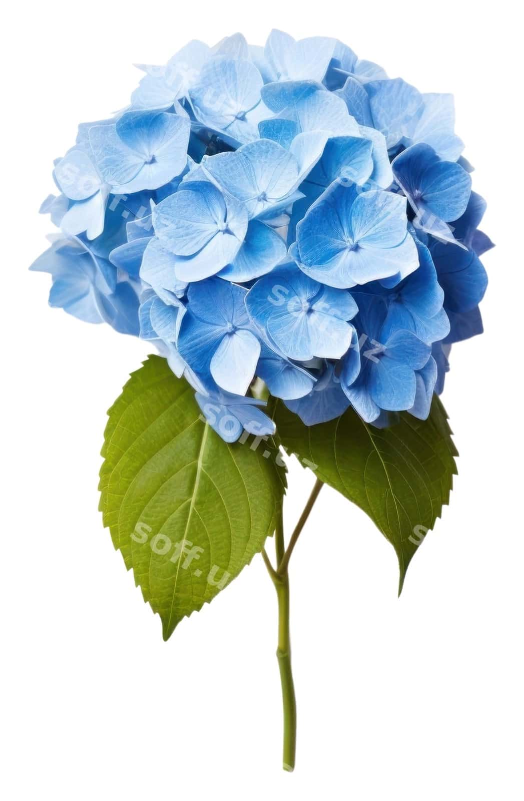 Png gortenziya gul petal o'simlik | Png hydrangea flower petal plant 1