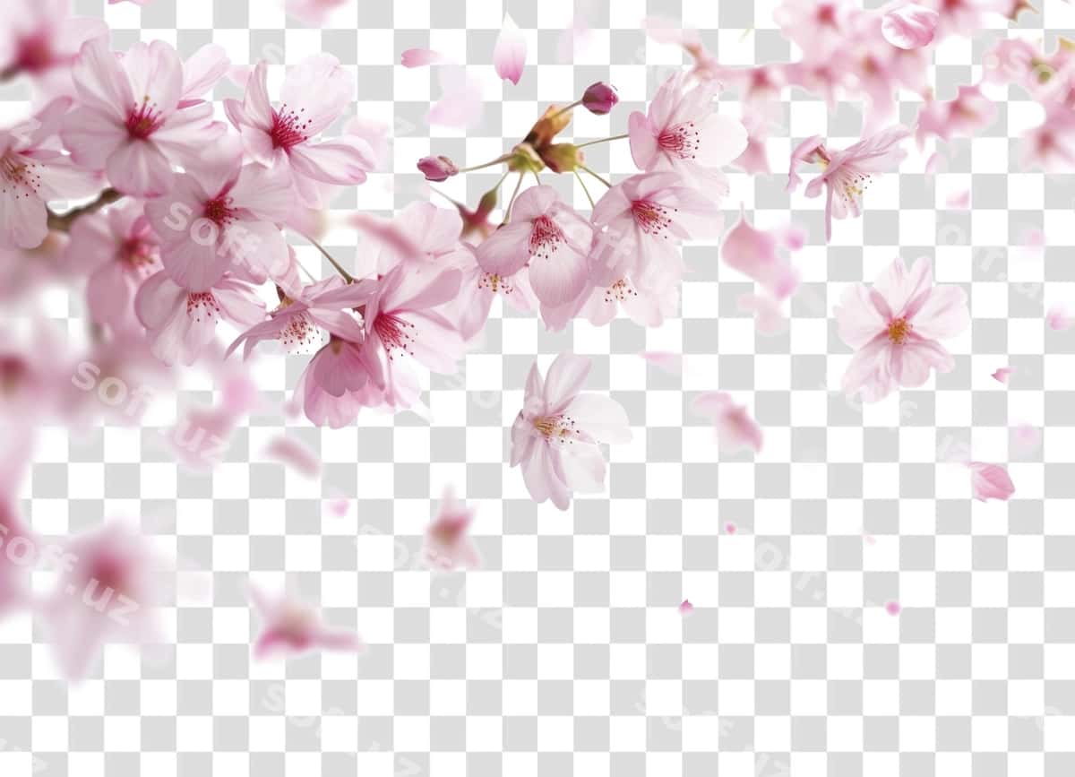 PNG sakura havo ochiq orqa fonlar gullash | Png sakura backgrounds outdoors blossom 1