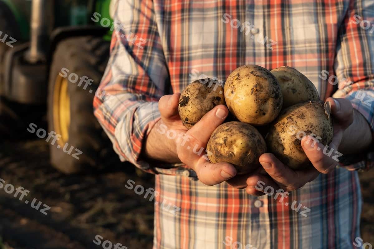 Kartoshka qo'llar fermer | Potatoes hands farmer 1
