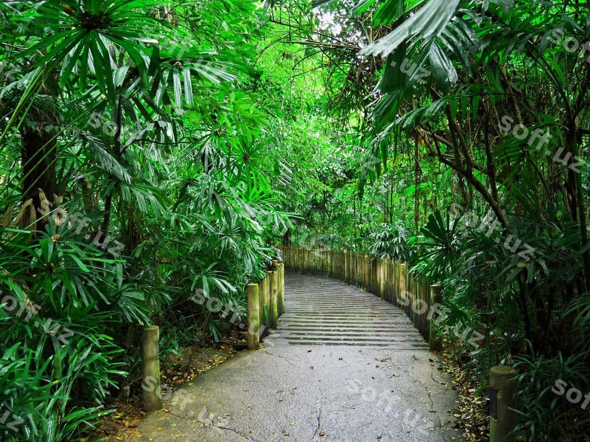 Yo'l zo'osi Singapur | Road zoo singapore 1