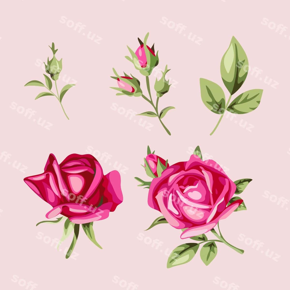 To'plam komplekti Roz | Set collection rose 1