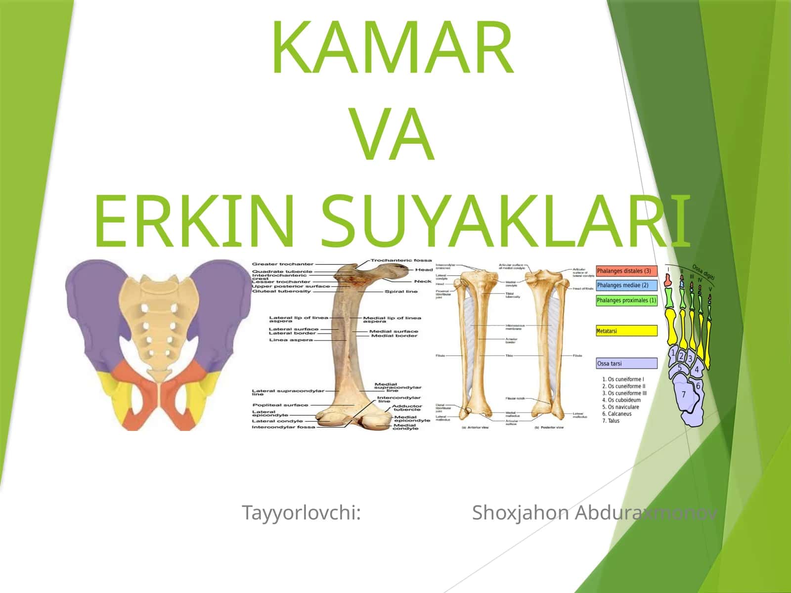 OYOQNING KAMARVAERKIN SUYAKLARI 1