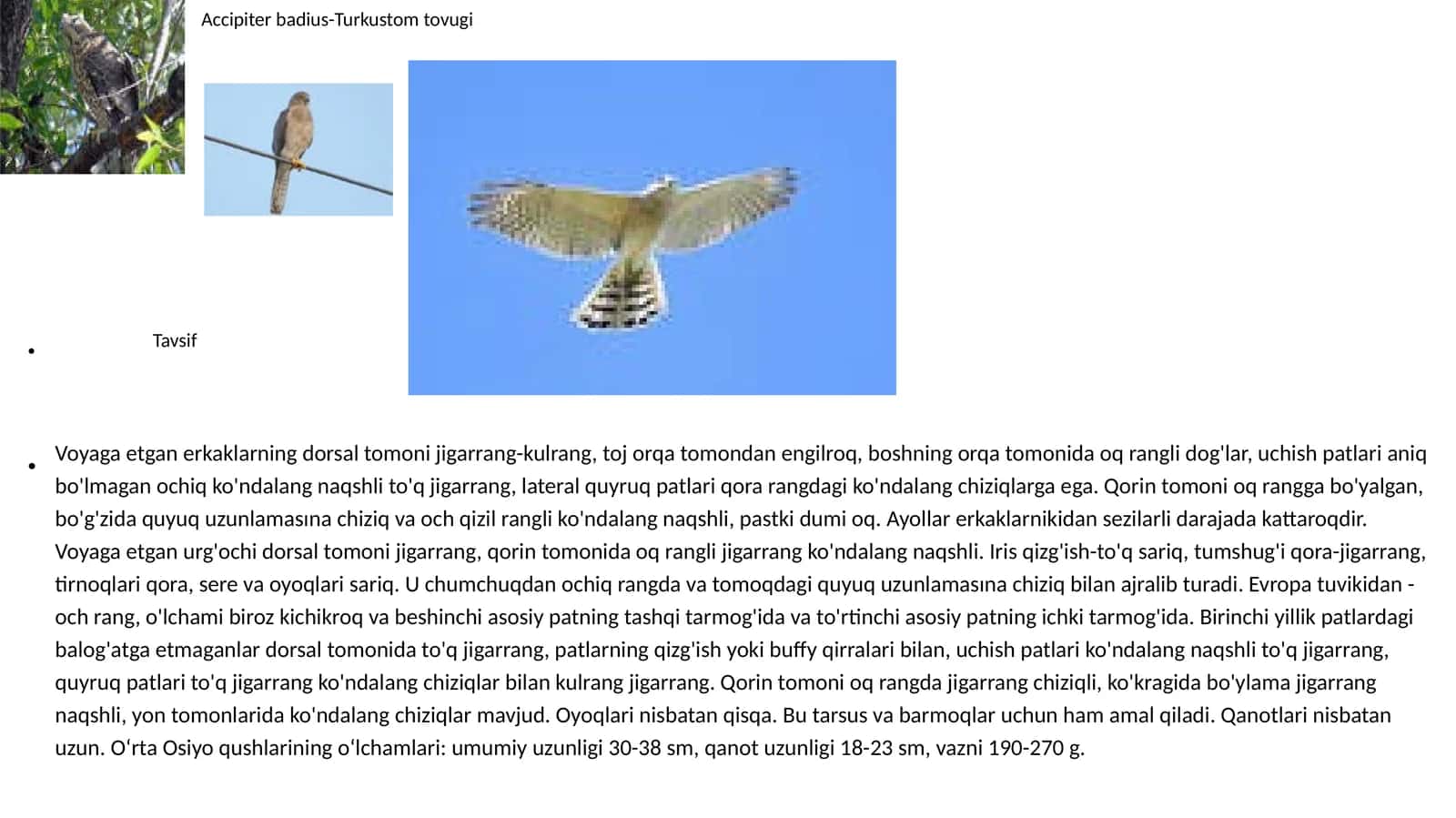 Accipiter badius-Turk ostomtovugi 1