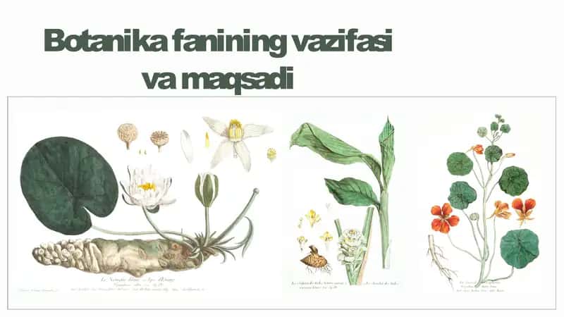 Botanika fanining vazifasi va maqsadi 1
