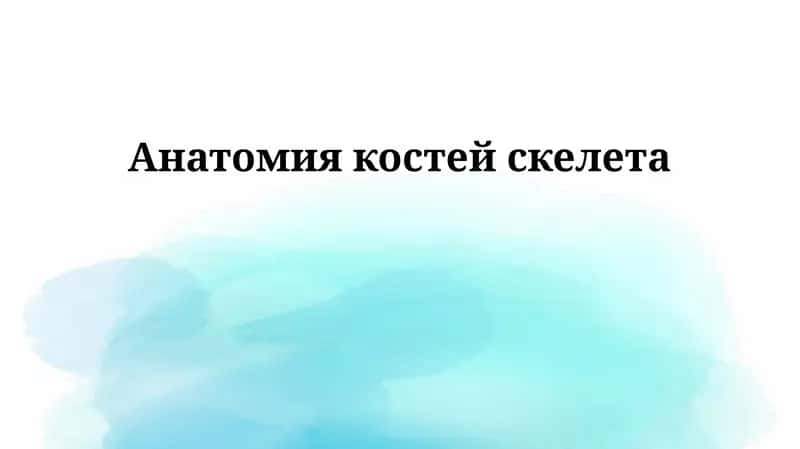 Анатомия костей скелета 1