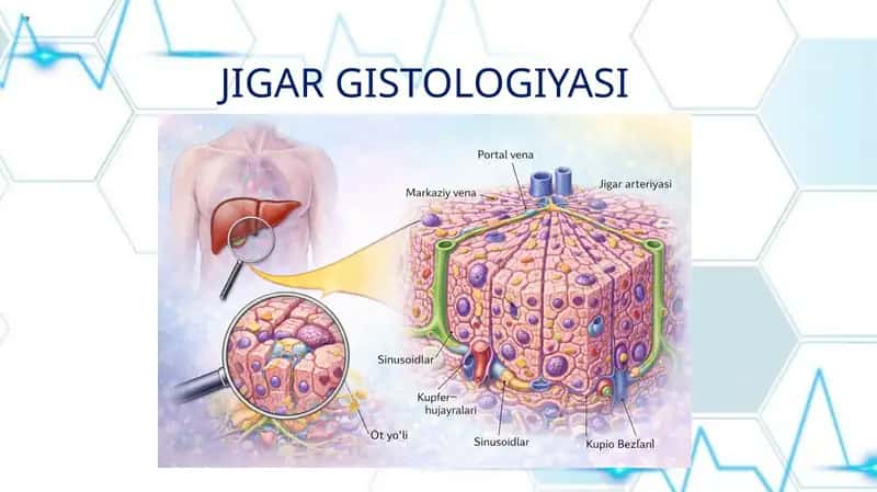 JIGAR GISTOLOGIYASI 1