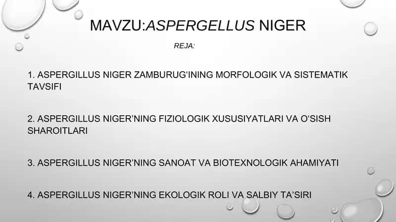 Aspergellusniger 1