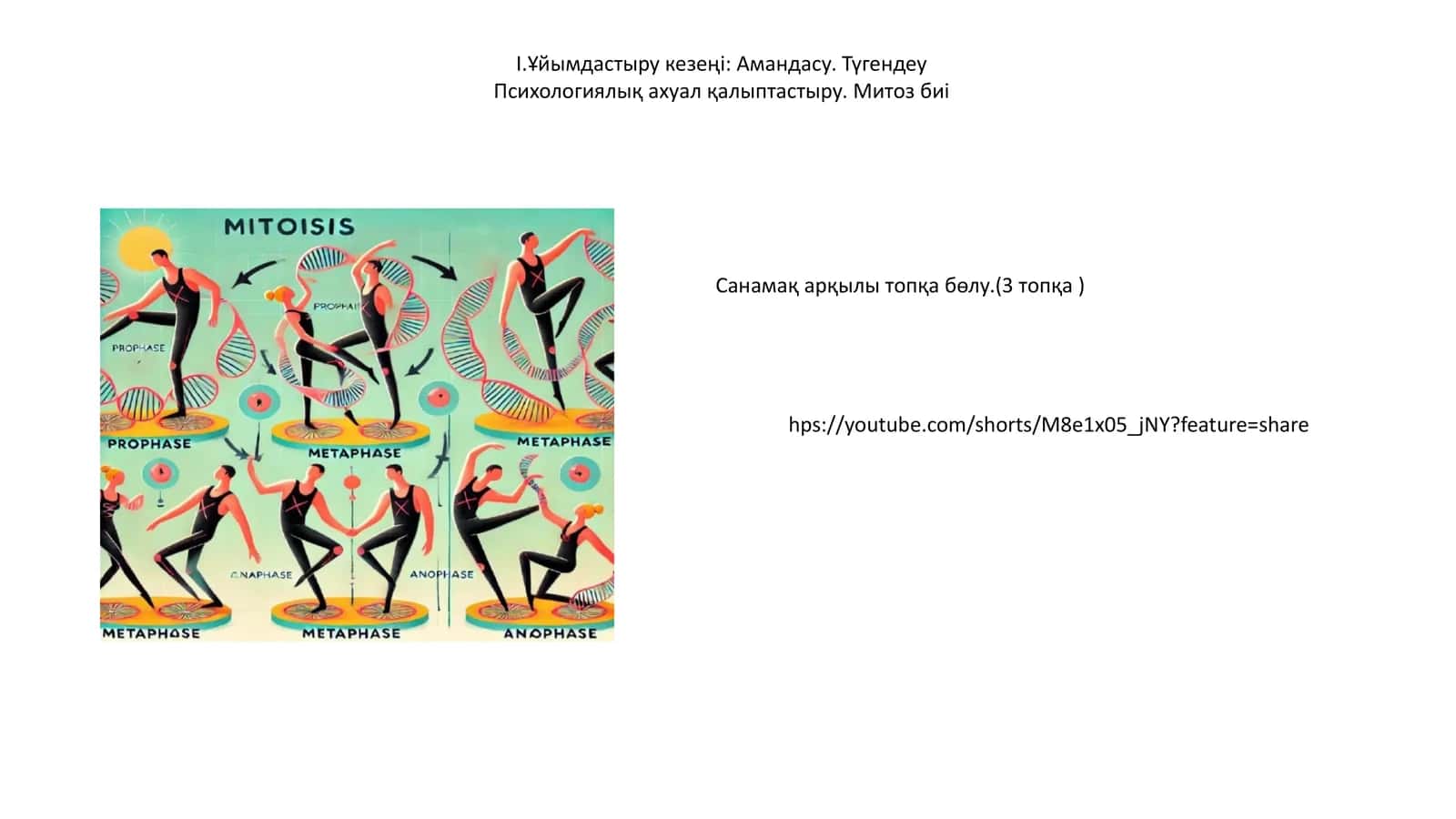 Митоз фазаларының реттілігі 1