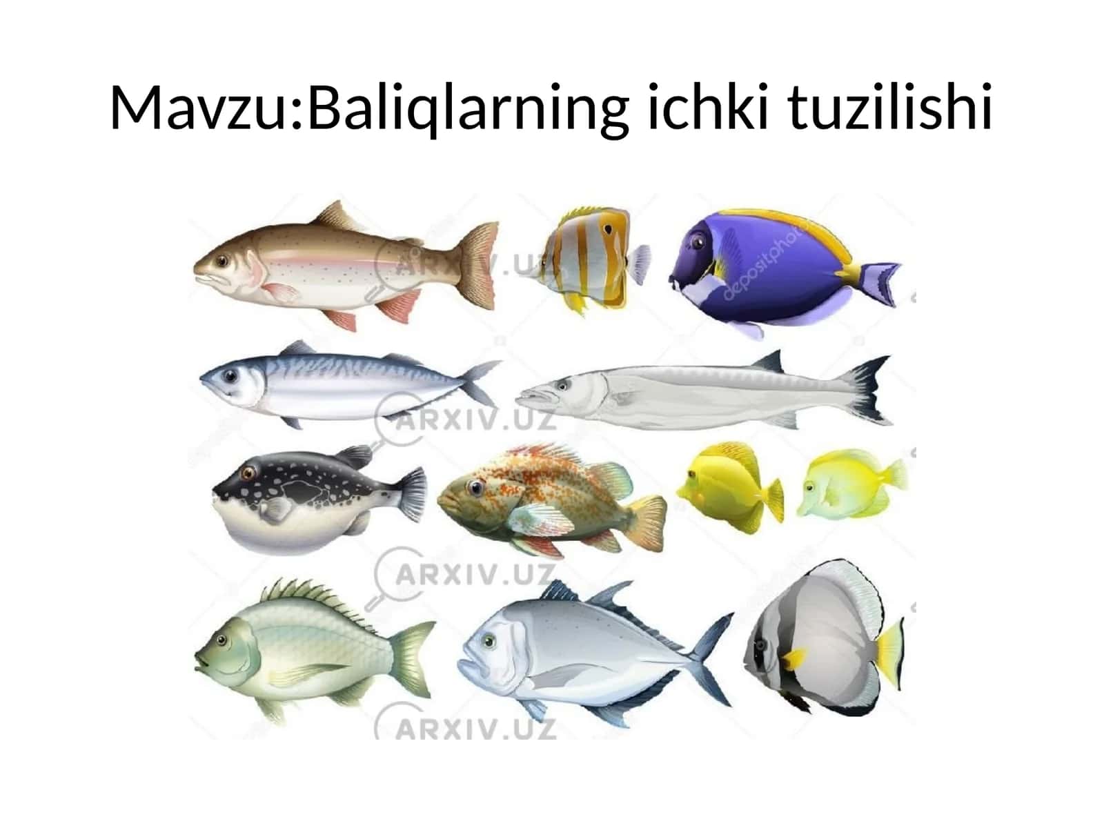 Baliqlarning ichki tuzilishi 1