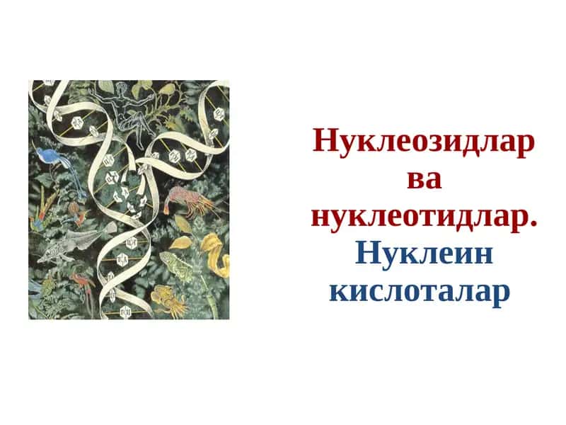 Нуклеозидлар ва нуклеотидлар 1