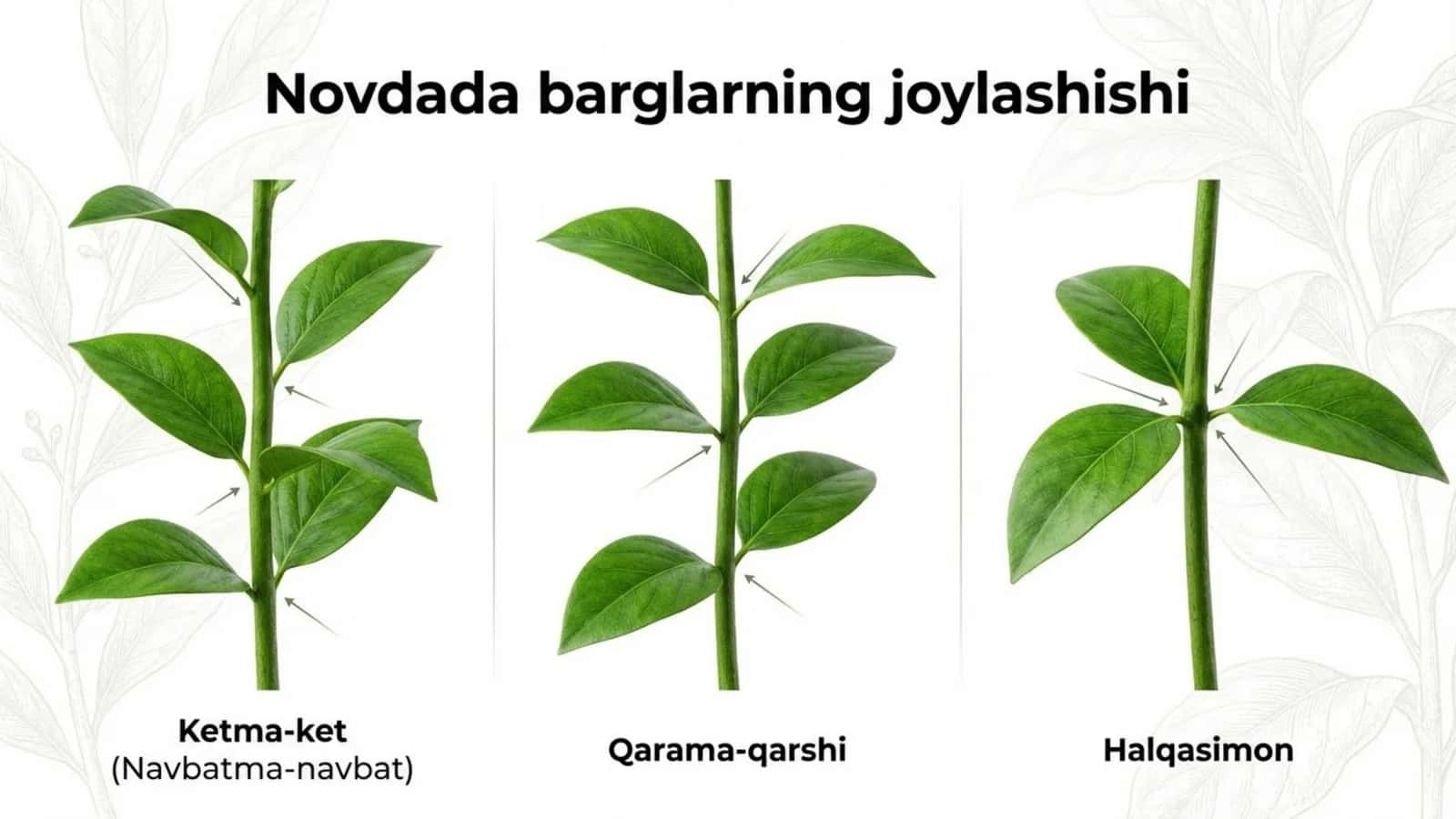 Novdada barglarning joylashishi 1