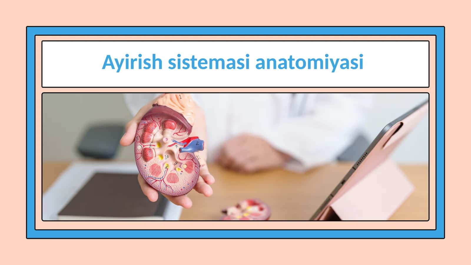 Ayirish sistemasining anatomiyasi 1