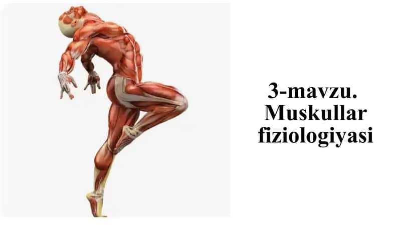Muskullar fiziologiyasi 1