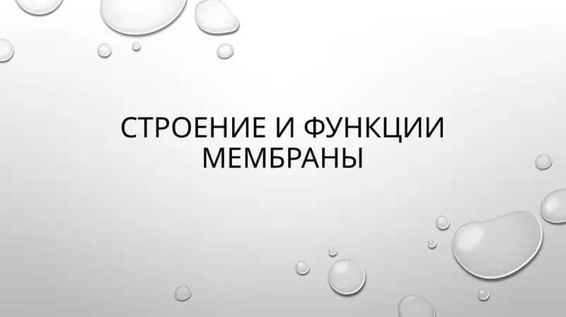 слайд,презинтация,slayd 1