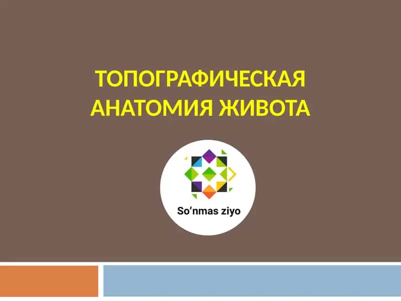 ТОПОГРАФИЧЕСКАЯ АНАТОМИЯ ЖИВОТА 1