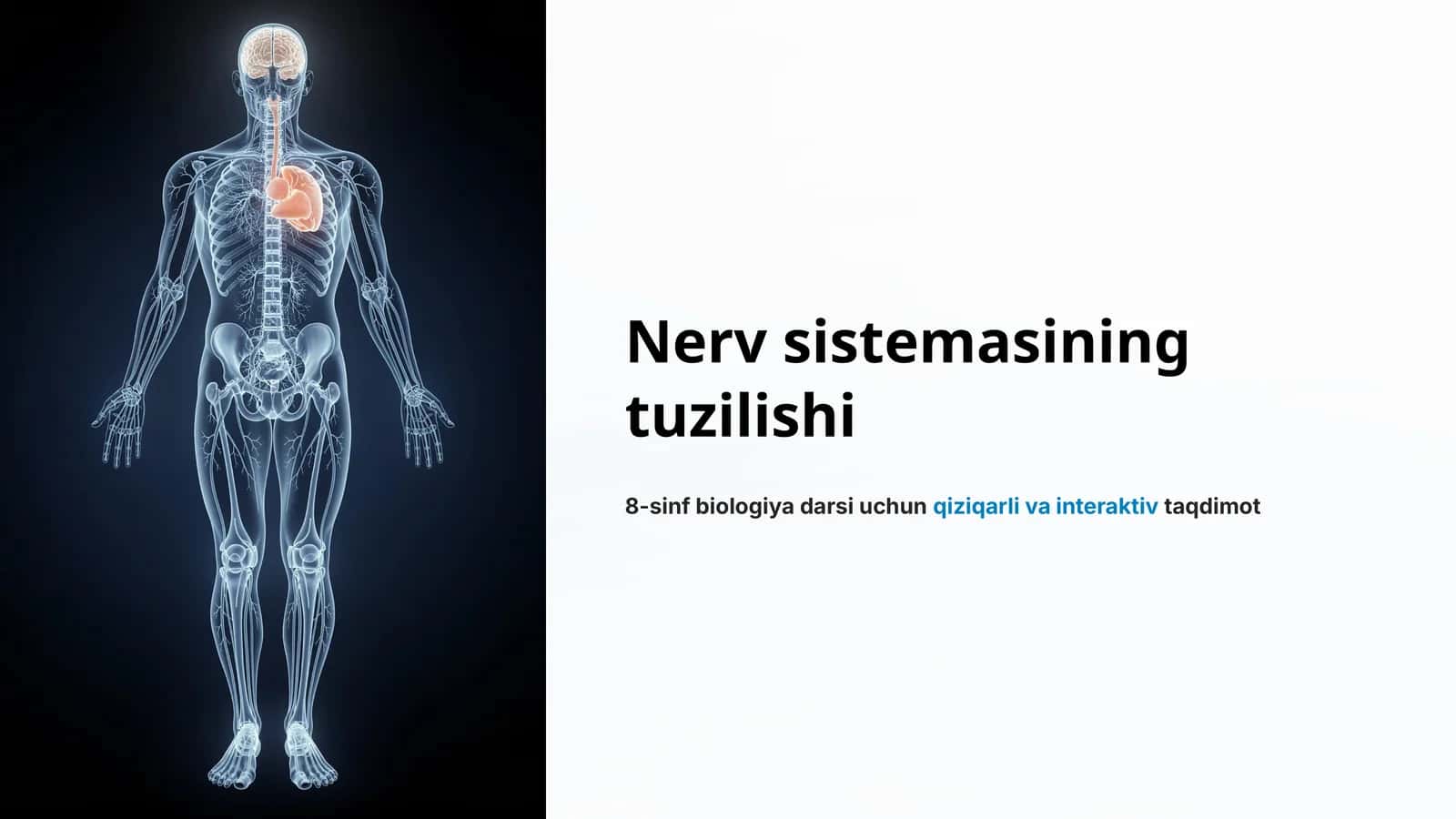 Nerv sistemasining tuzilishi 1