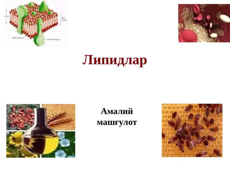 Липидлар 1