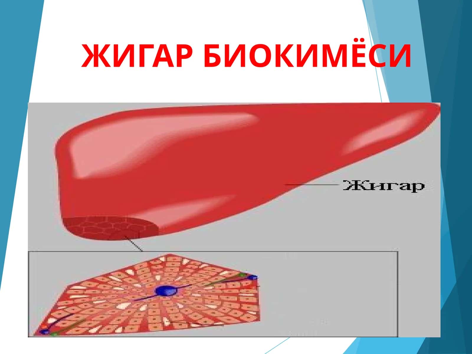 ЖИГАР БИОКИМЁСИ 1