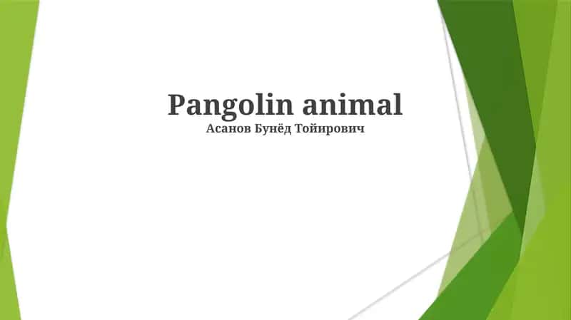 Pangolin animal 1