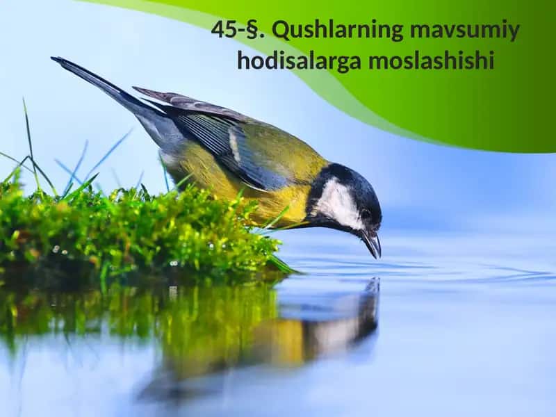 Qushlarning mavsumiy hodisalari 1