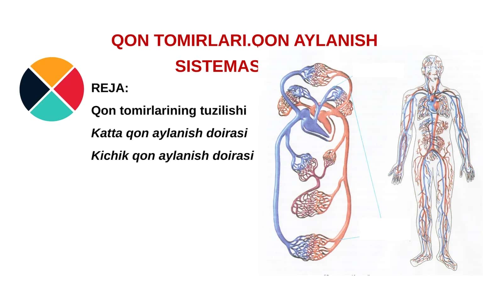 QQON TOMIRLARI.QON AYLANISH SISTEMASI 1