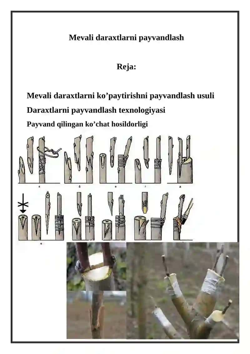 Mevali daraxtlarni payvandlash