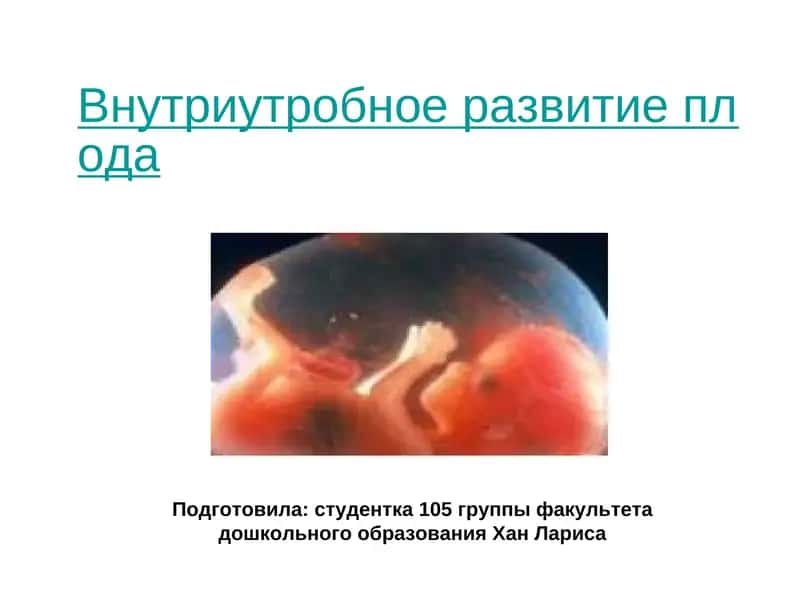 Внутриутробное развитие плода 1