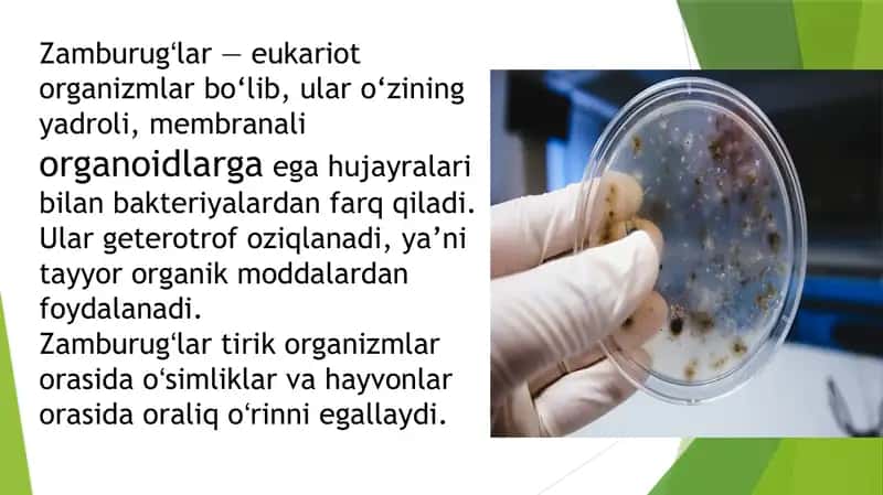 Zamburugʻlar 1
