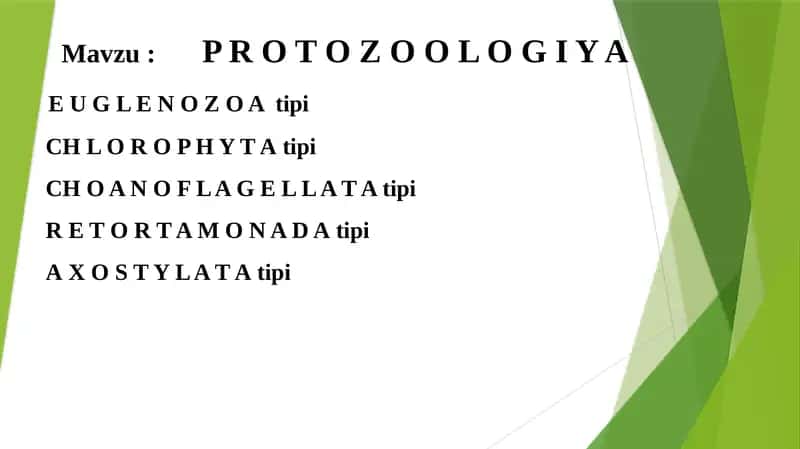 P R O T O Z OOL O G I Y A 1