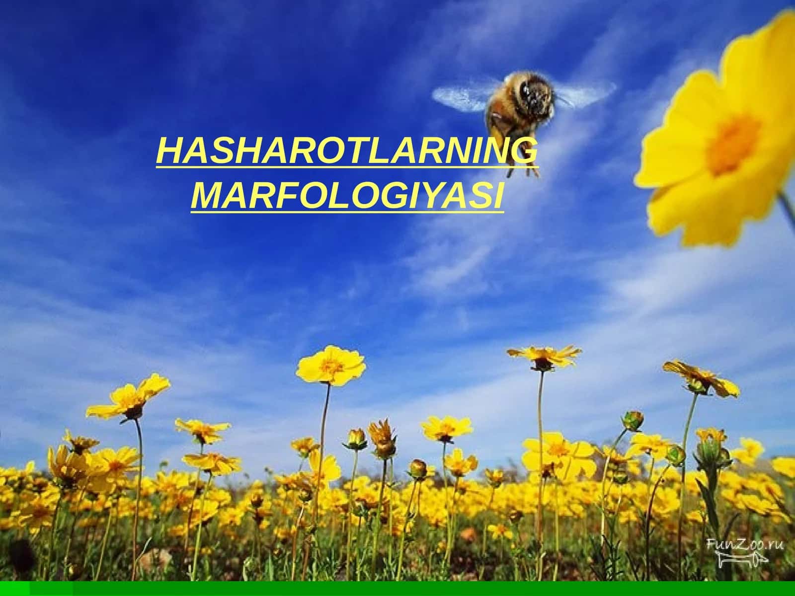 HASHAROTLARNING MARFOLOGIYASI 1