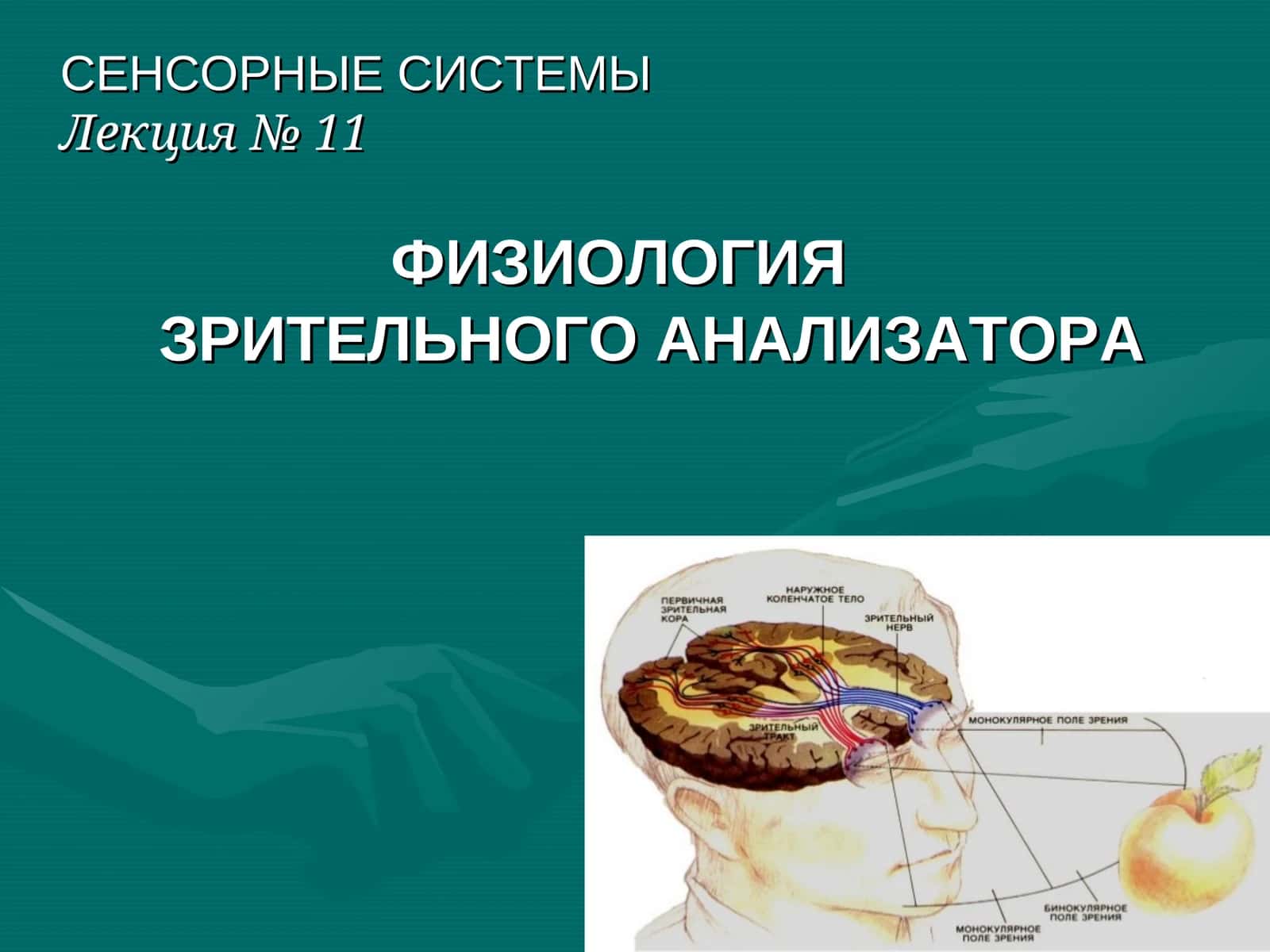 СЕНСОРНЫЕ СИСТЕМЫ 1
