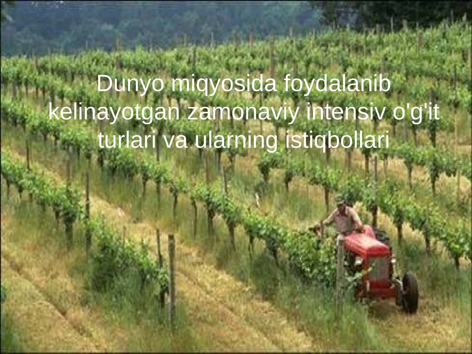 Zamonaviy intensiv o'g'itlar 1