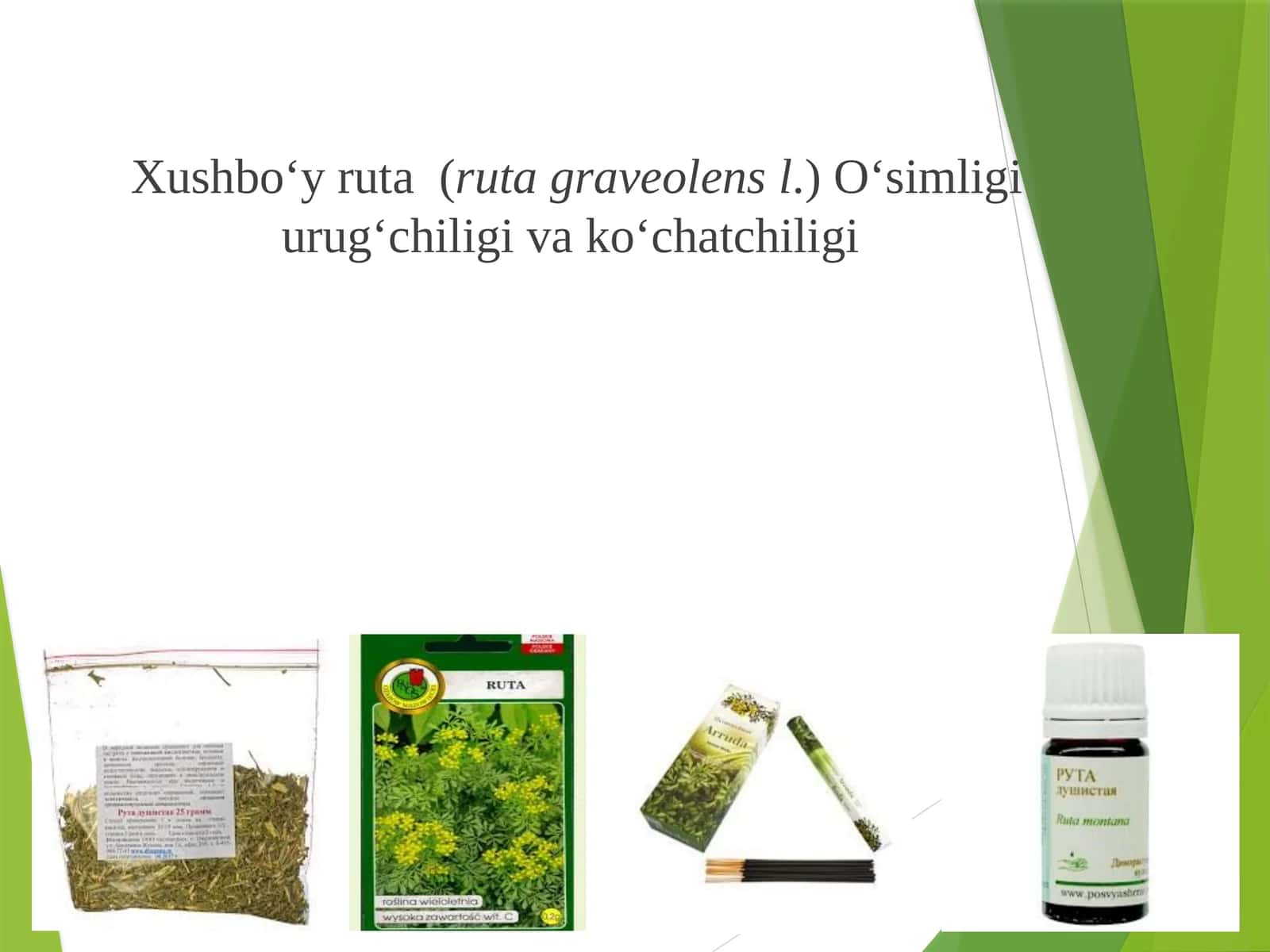 Xushbo‘y ruta (Ruta graveolens L.) 1
