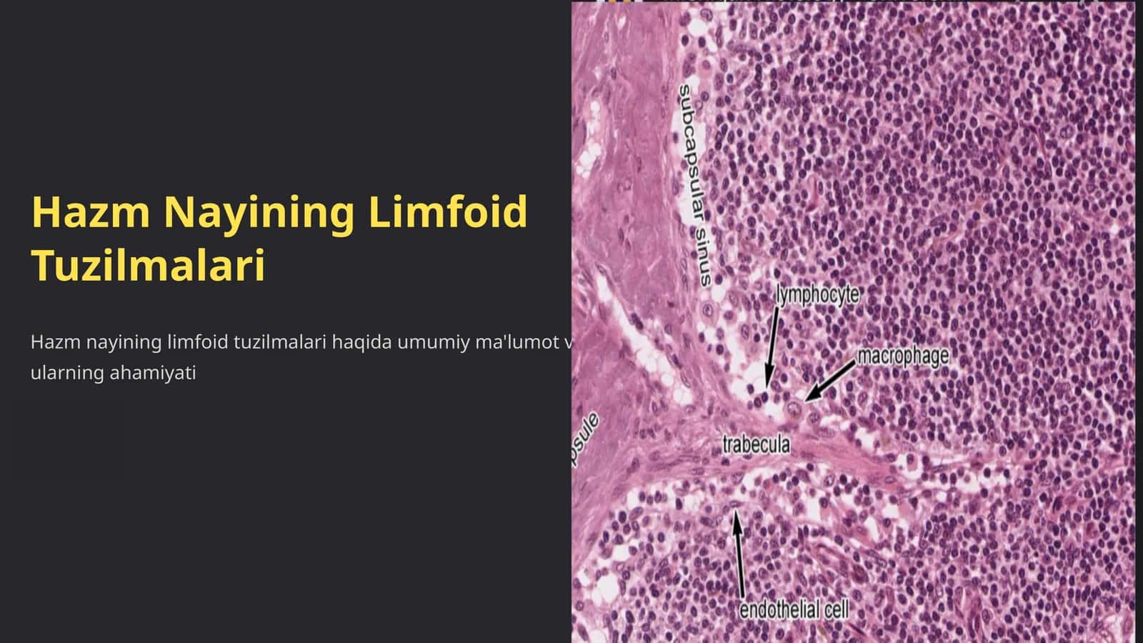 Hazm Nayining Limfoid Tuzilmalari 1