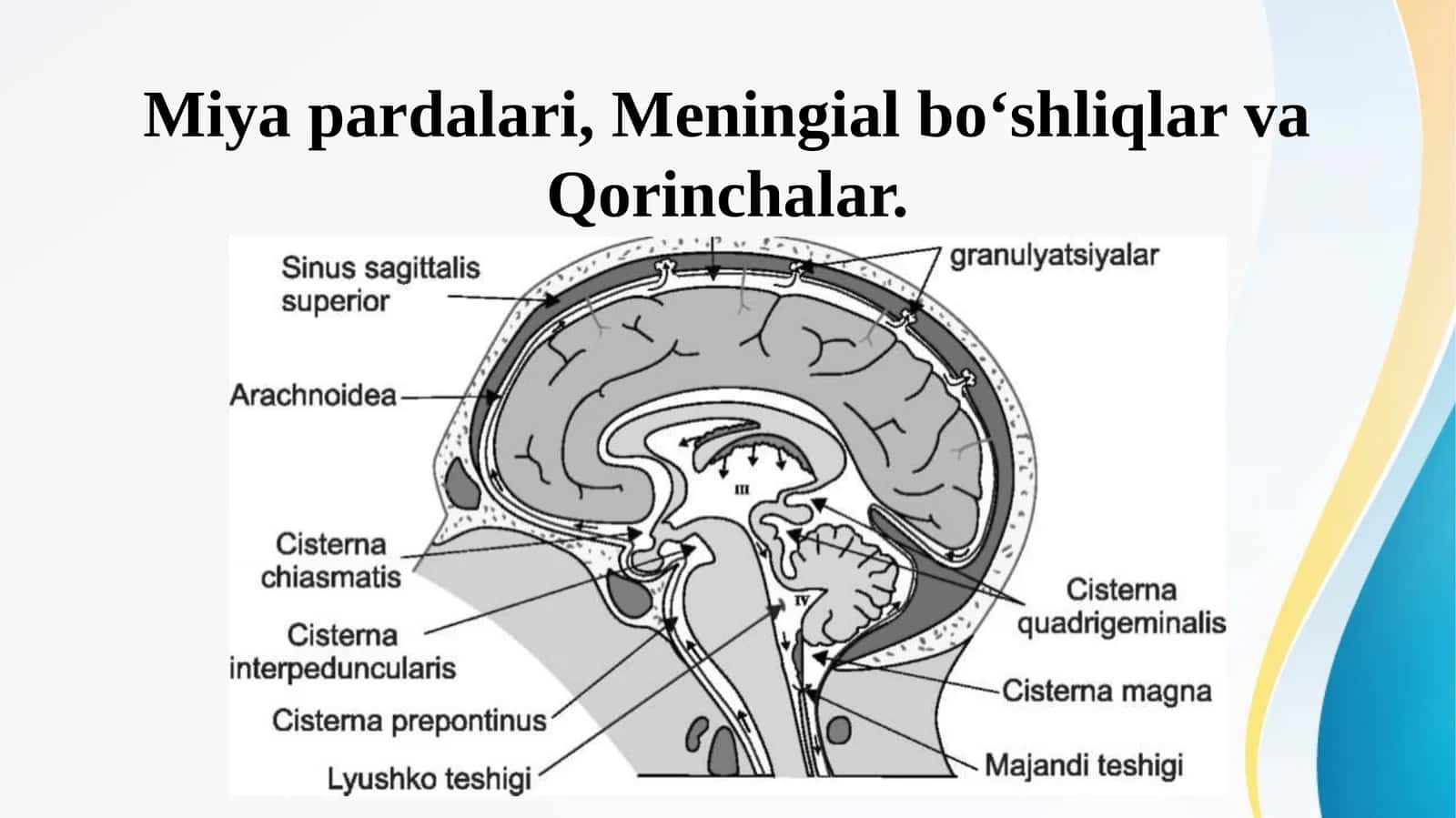 Miya pardalari, Meningial boʻshliqlar va Qorinchalar 1