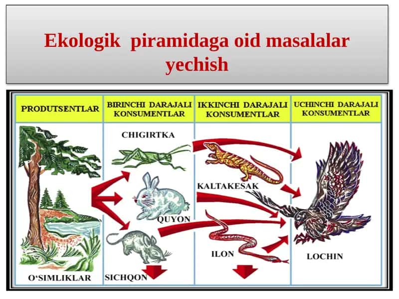 Ekologik  piramidaga oid masalalar yechish 1