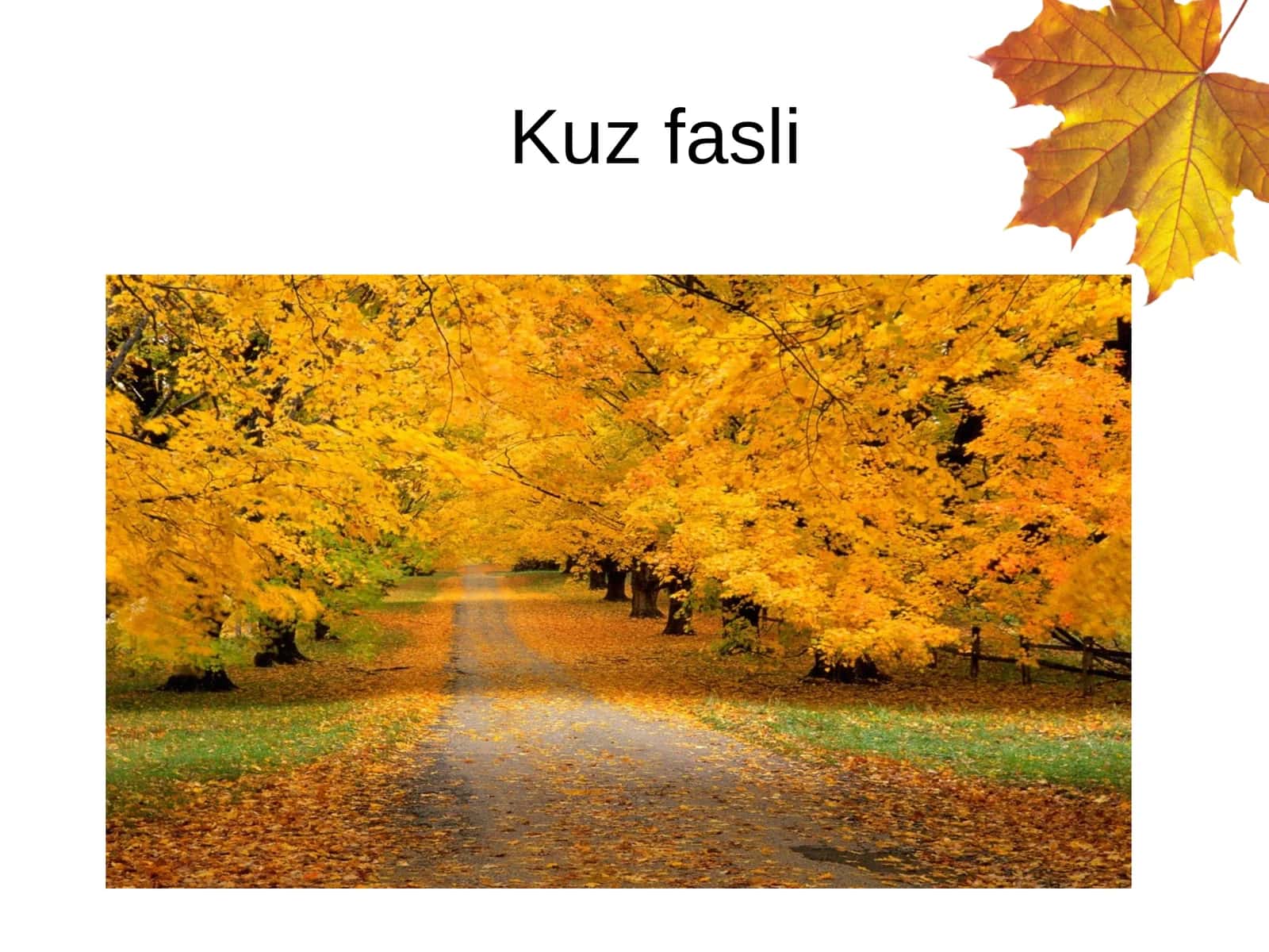 Kuz fasli 1