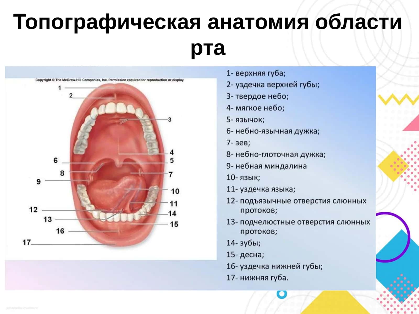 Топографическая анатомия области рта 1