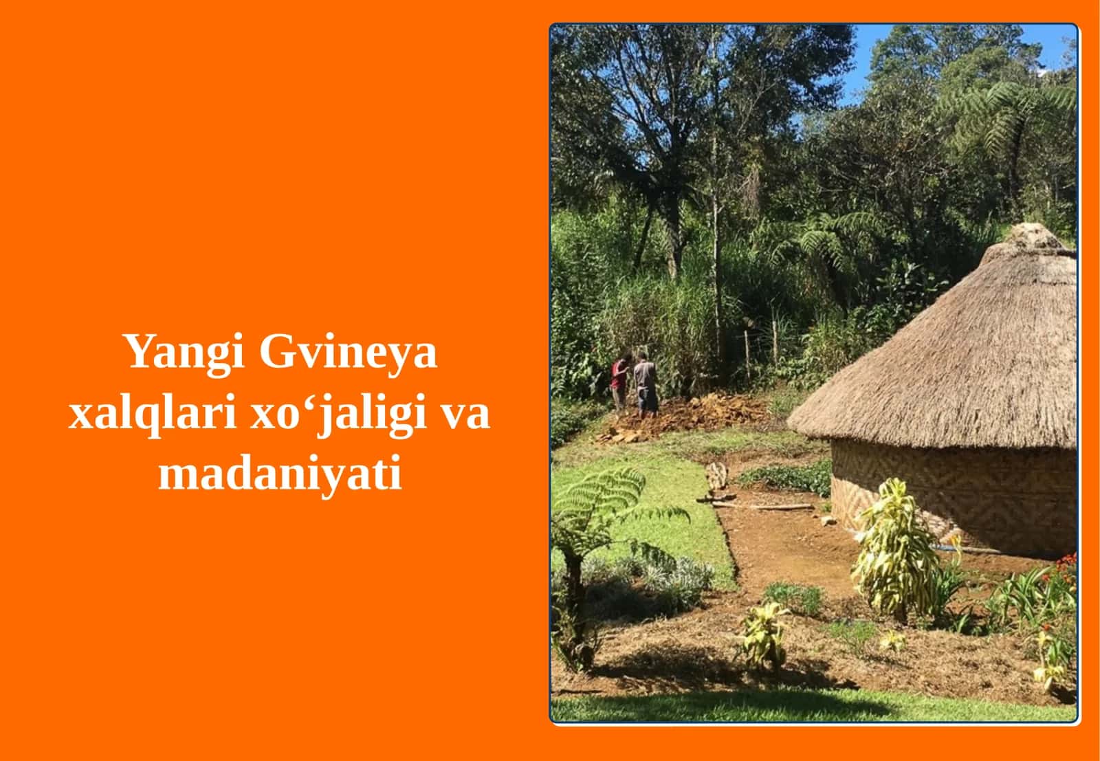 Yangi Gvineya xalqlari xoʻjaligi va madaniyati 1