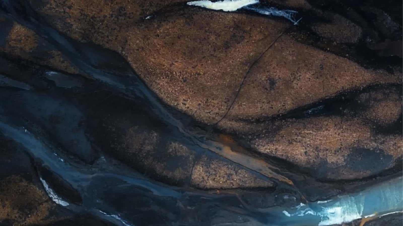 FEMUR 1