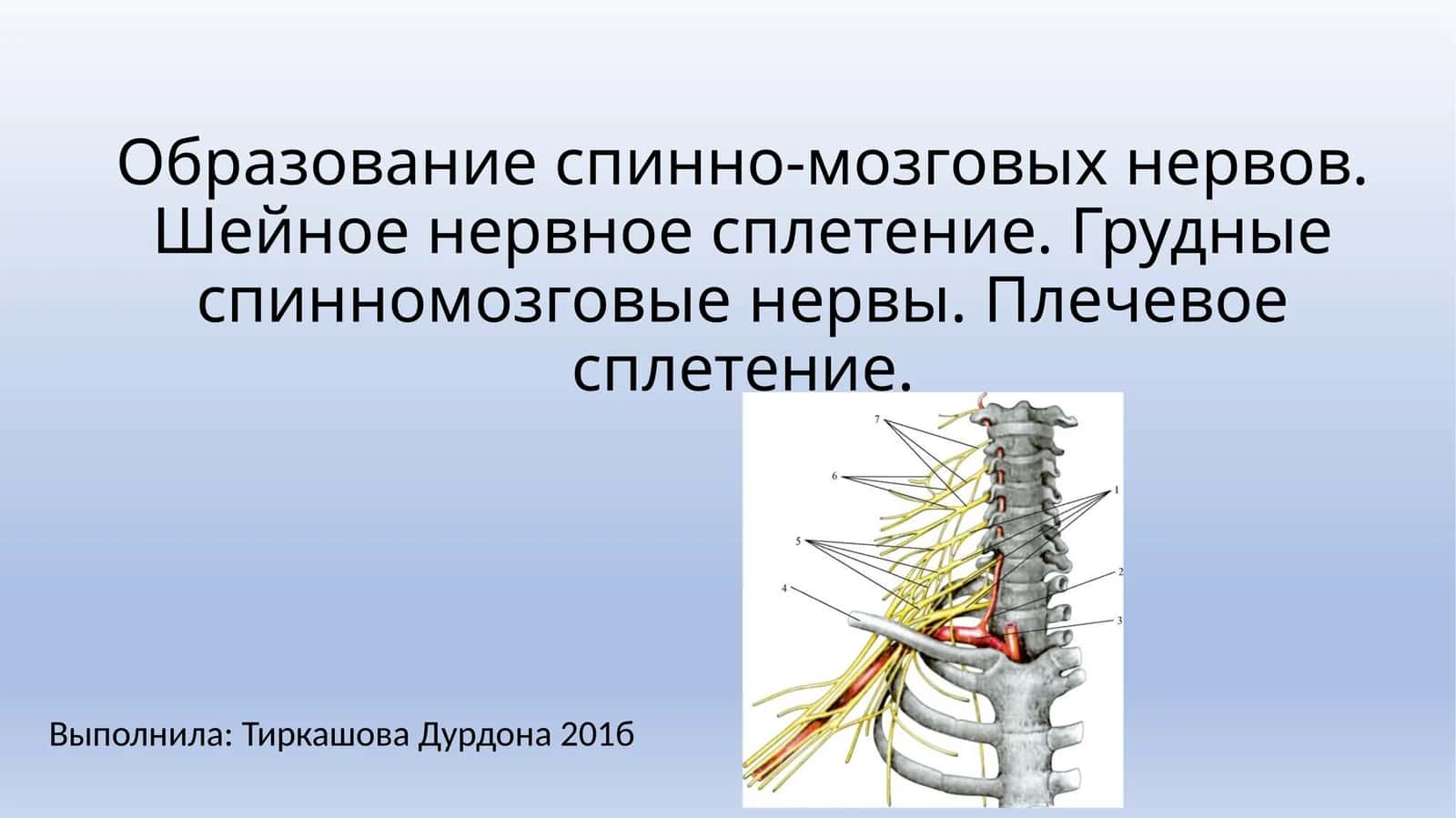 Образование спинно-мозговых нервов 1