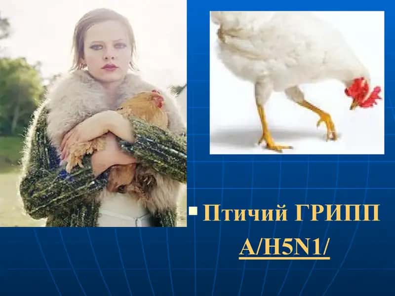 Птичий ГРИПП 1
