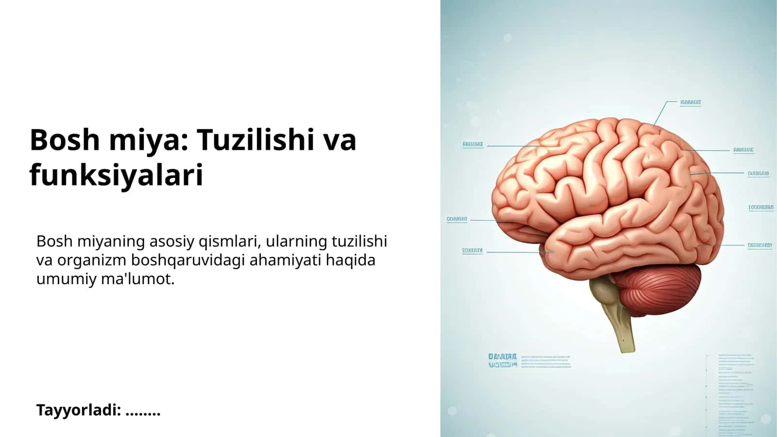 Bosh miya: Tuzilishi va funksiyalari 1