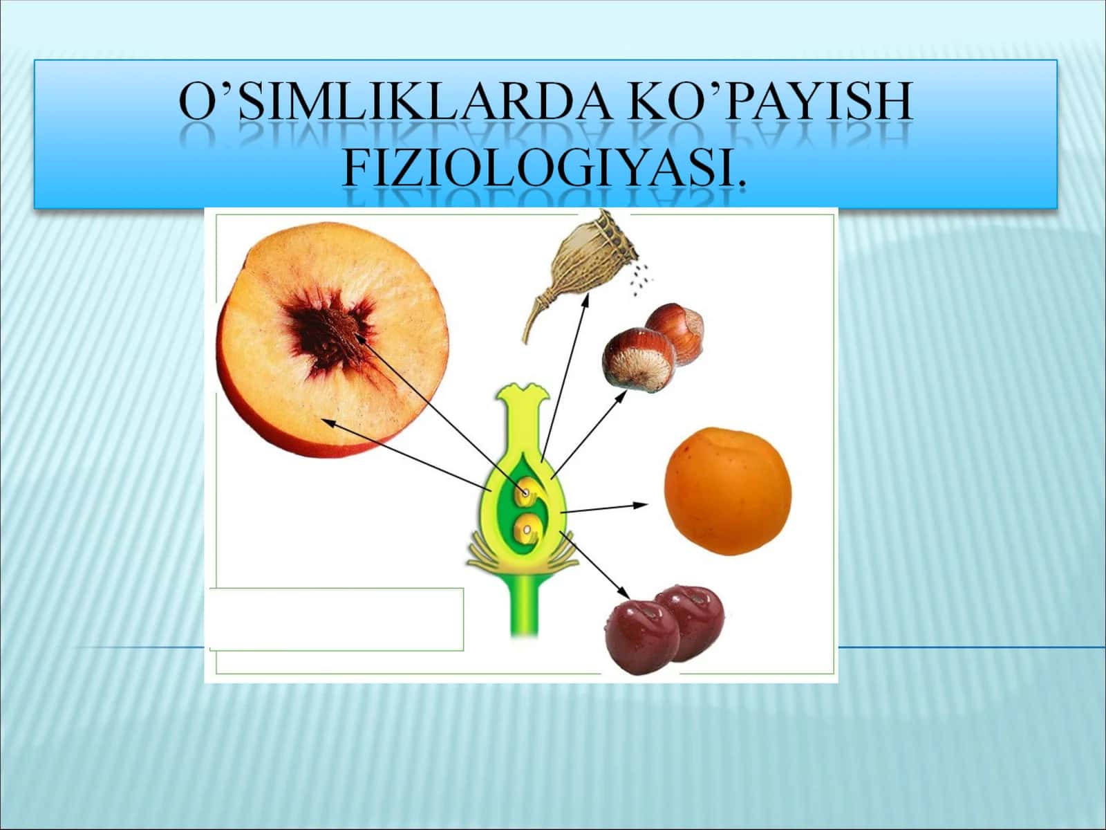 O'simliklarning vegetativ ko'payishi 1