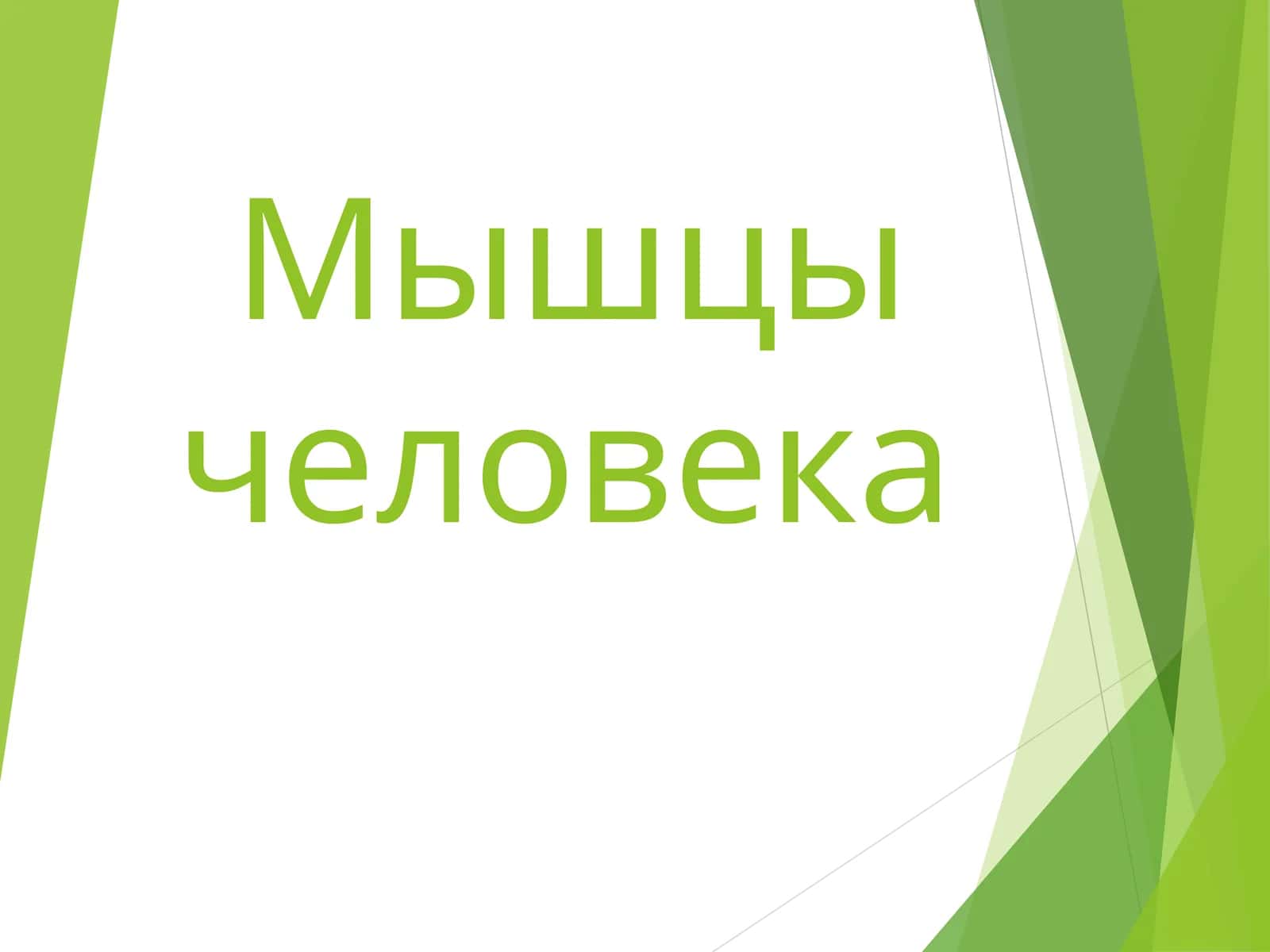 Мышцы человека 1