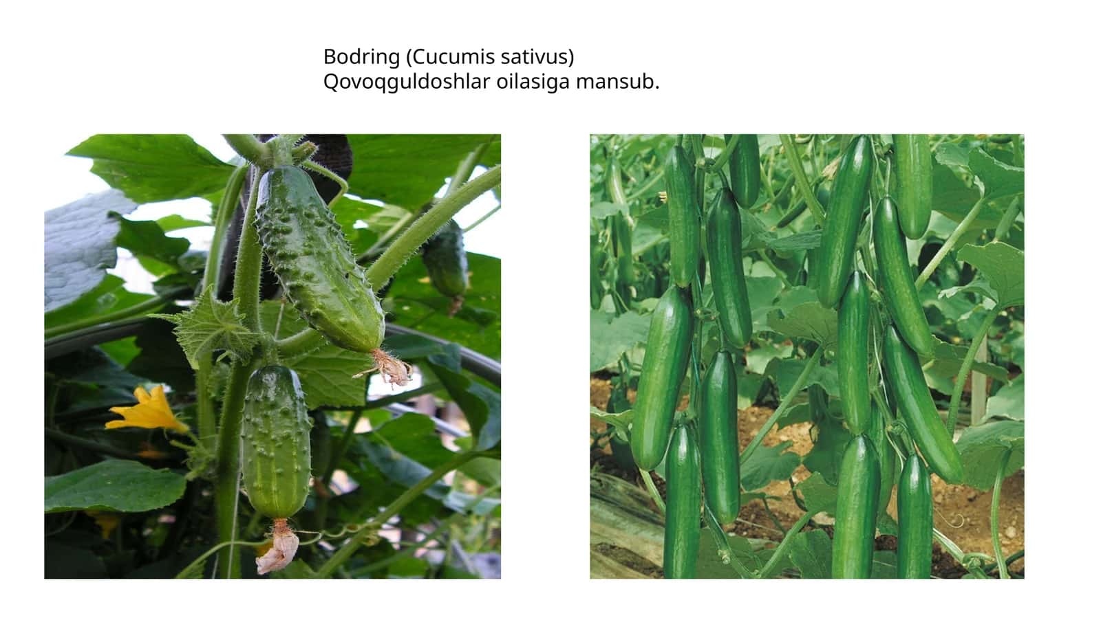 Bodring (Cucumis sativus) 1