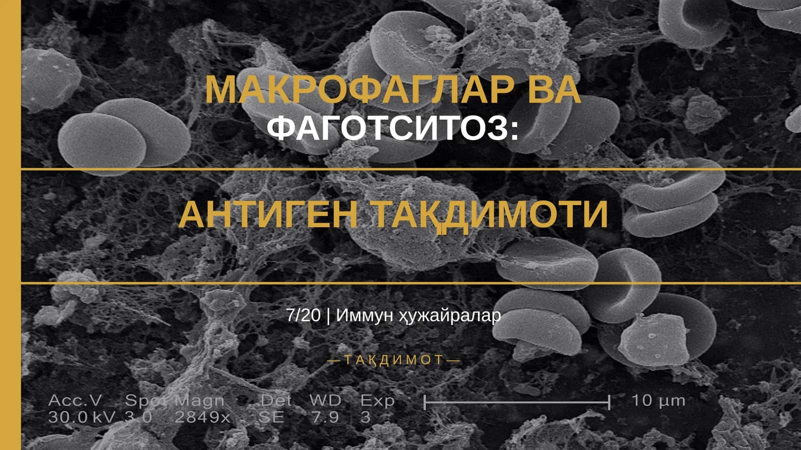 МАКРОФАГЛАР ВА ФАГОТСИТОЗ: АНТИГЕН ТАҚДИМОТИ 1
