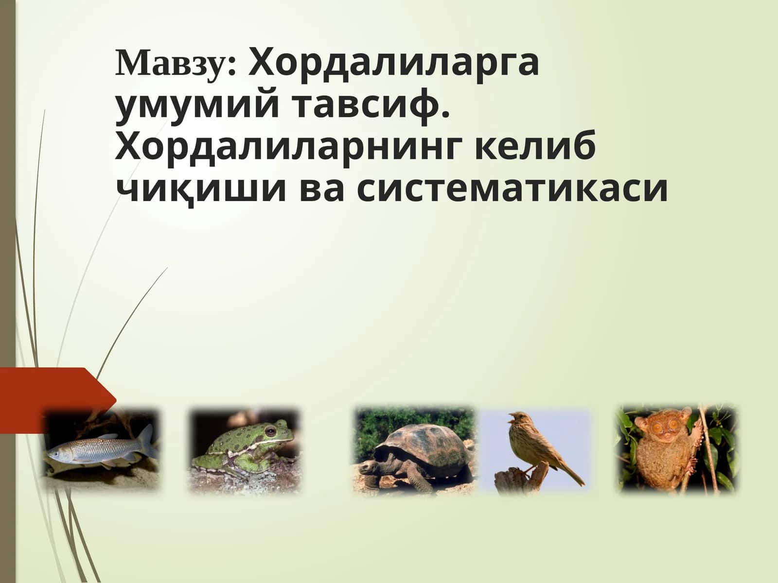 Хордалиларнинг систематикаси 1