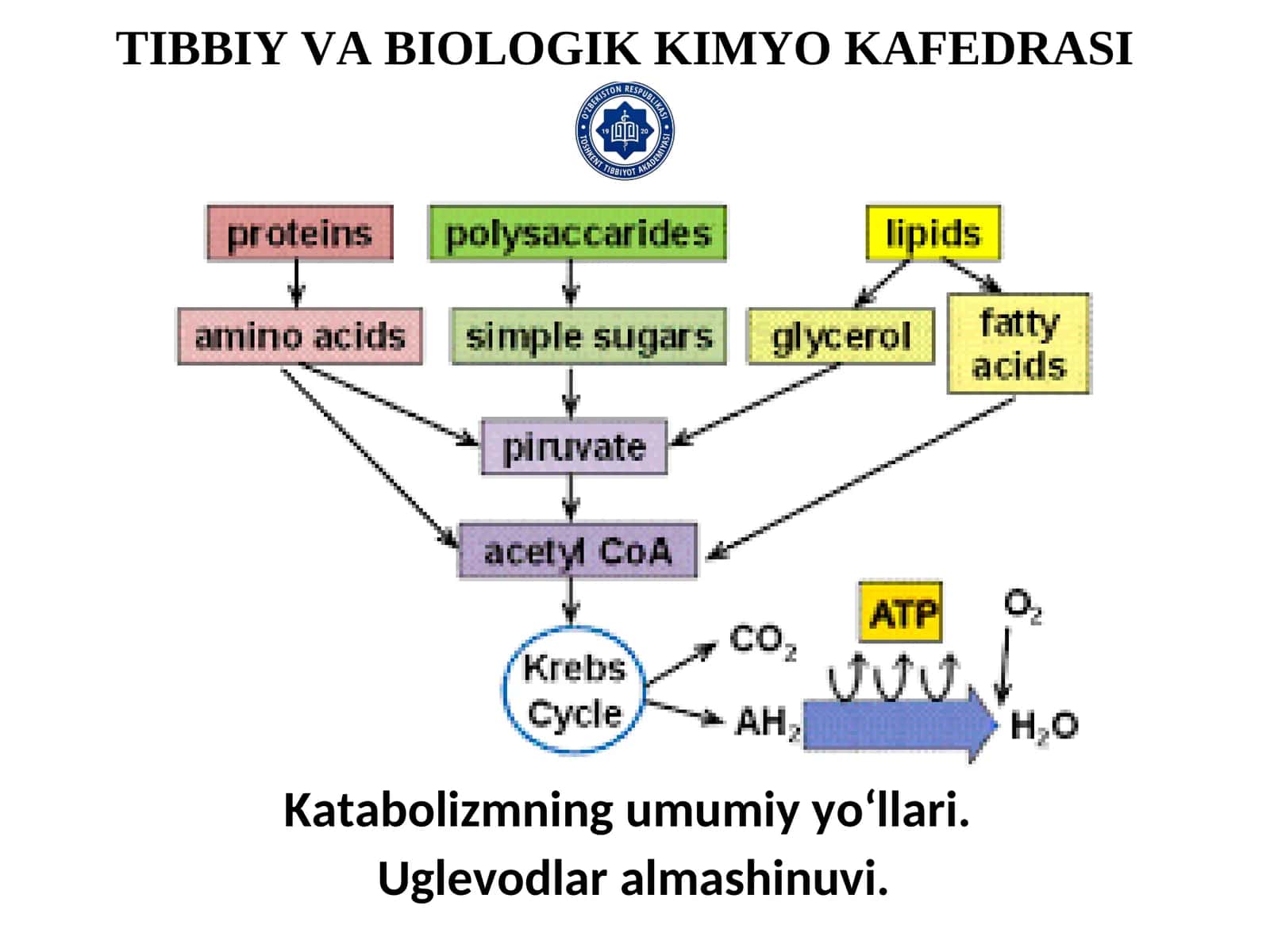 Katabolizmning umumiy yo‘llari. Uglevodlar almashinuvi 1