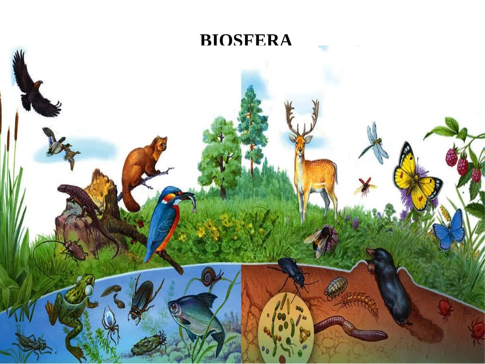 BIOSFERA 1